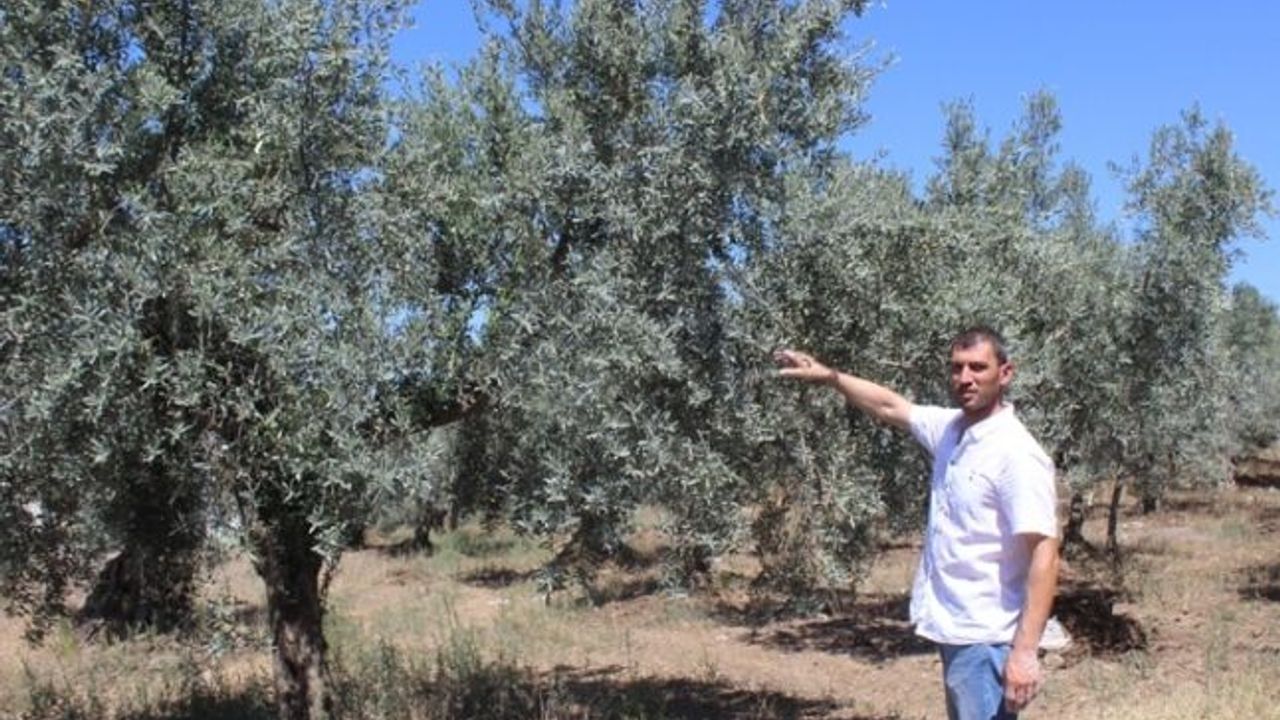 Meyve ve sebzelere atılan kaolinin zararı yok faydası çok