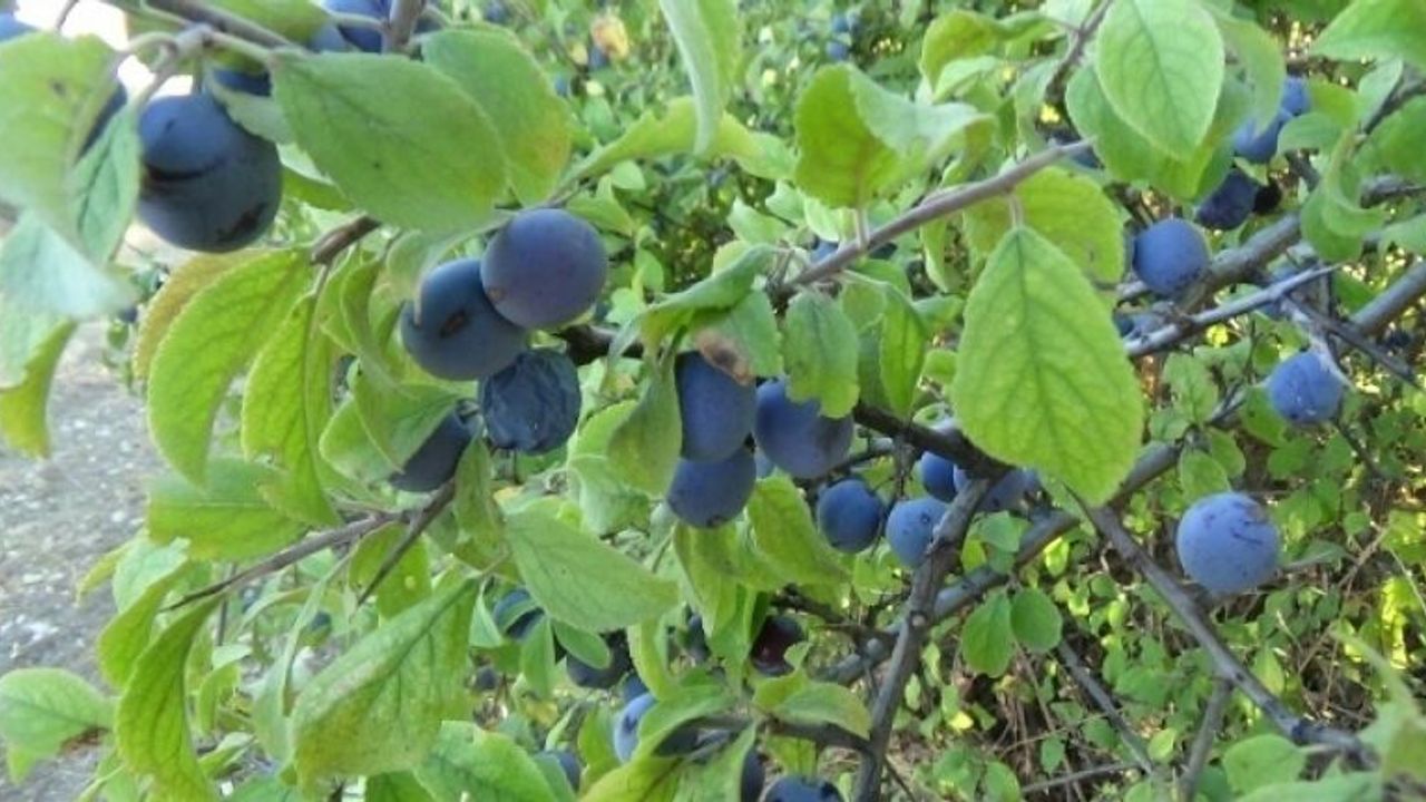 Güvem eriğinin faydaları saymakla bitmiyor