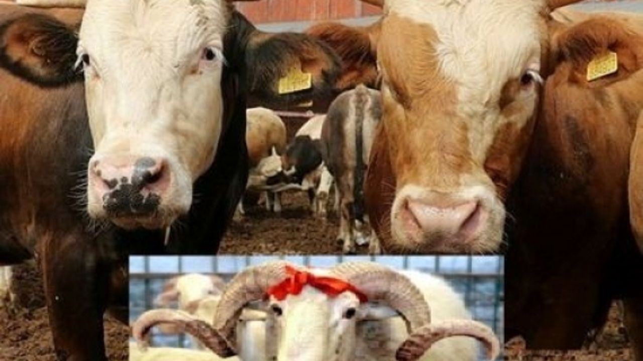 Onikişubat’taki kurbanlık satış ve kesim yerleri belli oldu