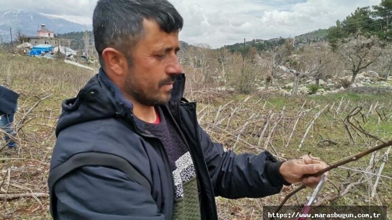 Deprem bölgesinde bağ budama mesaisi başladı 
