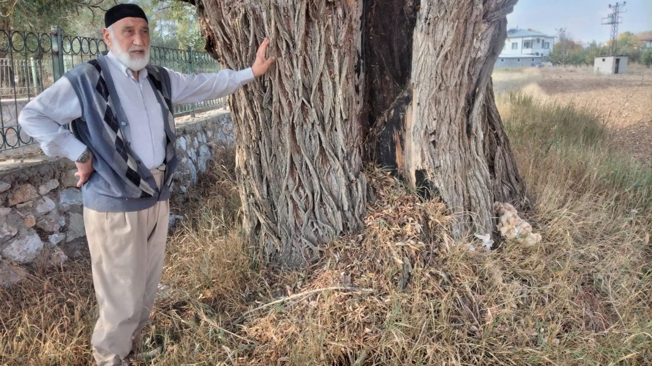 Kahramanmaraş'ta 250 yıllık söğüt ağacı dimdik ayakta   