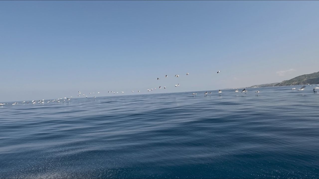 Yüzlerce pelikan göç yolculuğunda havadan görüntülendi