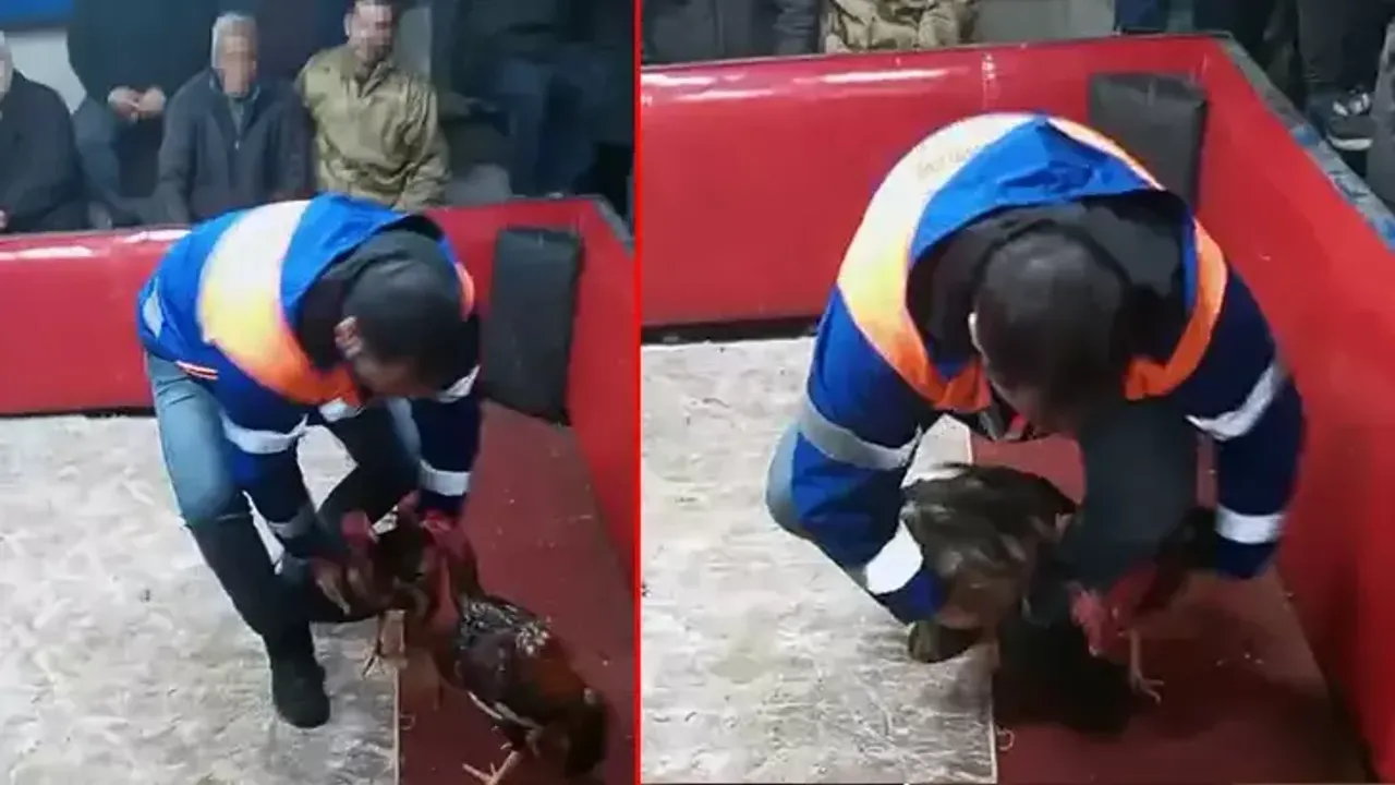 Temizlik işçisi kıyafeti giyen polisten horoz dövüşüne suçüstü; 661 bin lira ceza