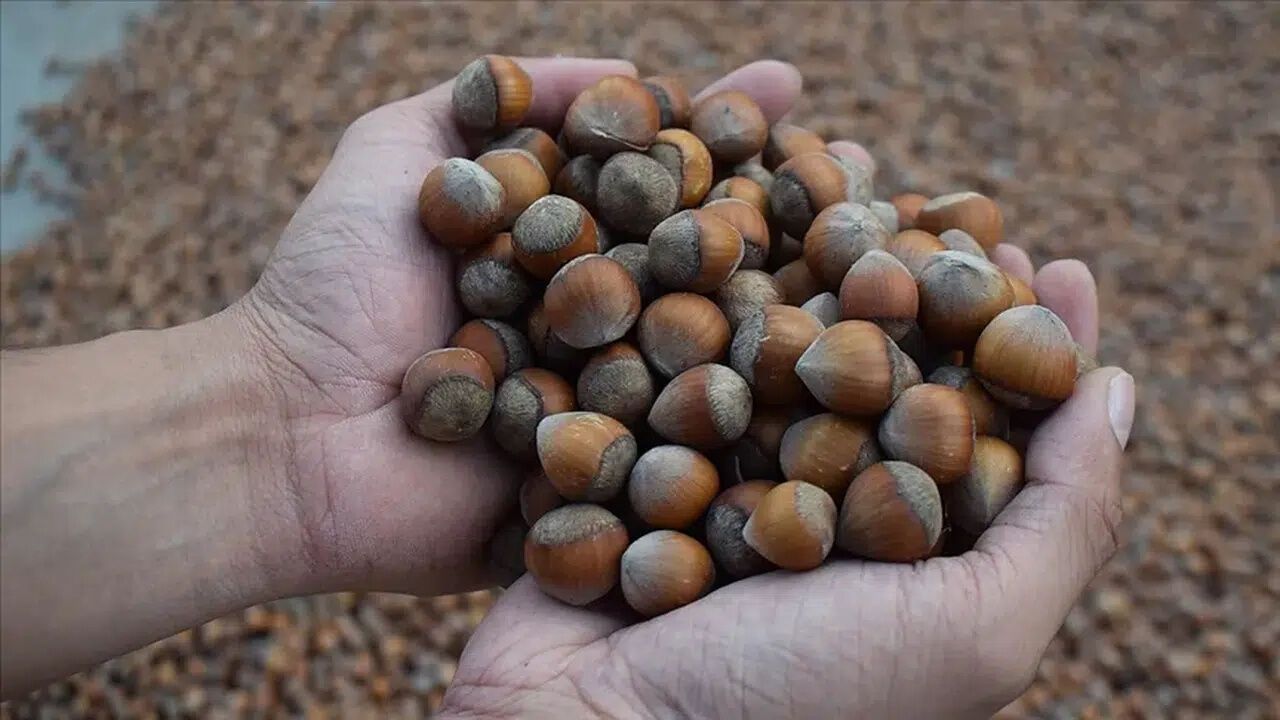 4 Mart 2026 güncel fındık fiyatları: Giresun, Ordu ve Trabzon’da serbest piyasa listesi