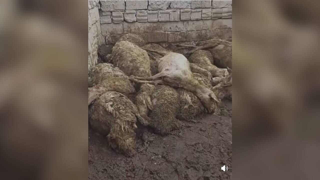 Aç kalan kurt ağıla giren kurt, 50 koyunu öld*rdü