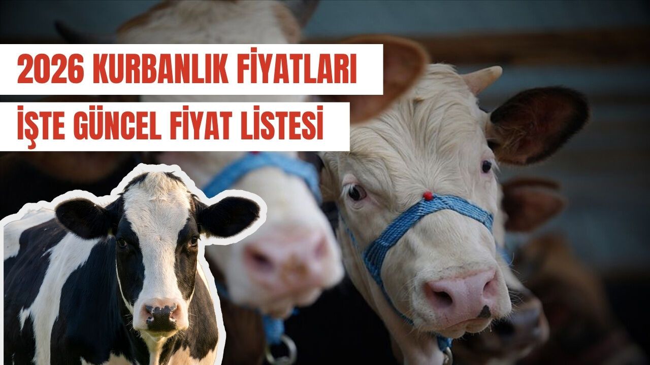 Kurbanlık Fiyatları 2026: Dana, Koyun, Keçi Kaç TL Oldu? İşte Güncel Liste