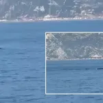Nadir görüntü: Hatay açıklarında balina görüntülendi