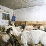 Besici sıcaktan etkilenen koyunlarını klimalı ahırda serinletiyor