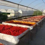 Kahramanmaraş usulü biber salçası nasıl yapılır?