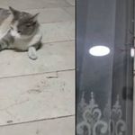 Dev çekirge hareketliliği: Birçok yerde görüntülendi