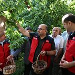 Kahramanmaraş'ta 1600 metre rakımda yetişen Çığşar kirazı, Avrupa pazarına ihraç ediliyor