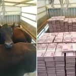 200 TL Desteleri ile Danaları Yan Yana Paylaştı! Notu Olay Oldu