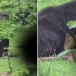 Ayı, yakaladığı iki kardeşi diri diri yedi
