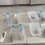 Çekirge toplayan 2 kişiye 1,4 milyon lira ceza