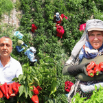 Kahramanmaraş'ta salçalık biber hasadı başladı!