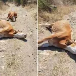 Zehirli otları yiyen sığırlar peş peşe öldü