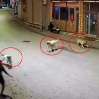 Asayiş