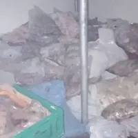 Asayiş