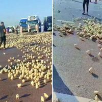 Asayiş