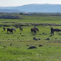 Asayiş