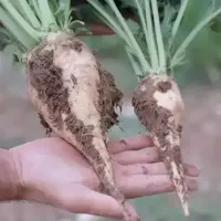 Güncel