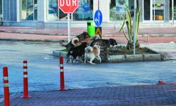 Vatandaşlar başıboş köpeklerden şikayetçi 