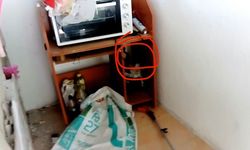 Eve giren yılan itfaiye ekipleri tarafından yakalandı  