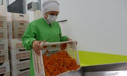 Depreme rağmen kuru kayısı ihracatı yüz güldürdü