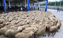 Kahramanmaraş'ta depremzede çiftçilere küçükbaş hayvan desteği