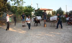 Eşeğe saman balyası yüklemek için kıyasıya yarıştılar