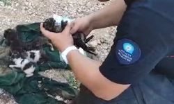 Dumandan etkilenen yavru kediyi kalp masajı ve suni teneffüsle hayata döndürdü  