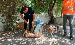 Şiddete maruz kalan köpek sahiplendirildi