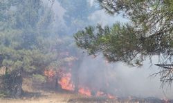 Anızdan ormana sıçrayan yangın kontrol altına alındı  