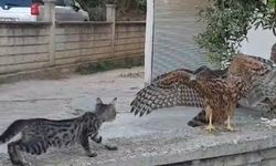 Sıcaktan bitkin düşen şahin Doğal Hayatı Koruma görevlilerine teslim edildi