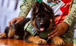 Meksika’ya hediye edilen köpeğe ‘Arkadaş’ ismi verildi 