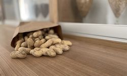 Susuzluğa ve hastalığa dayanıklı yeni yer fıstığı çeşidi geliştirildi