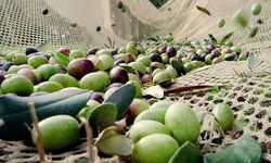 İklim krizi zeytin hasadını vurdu