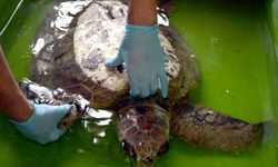 Hatay'da bitkin bulunan caretta caretta tedaviye alındı