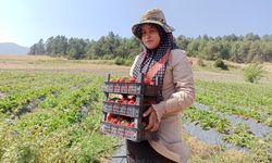 Kahramanmaraş’ta 22 yaşındaki genç çilek üretimine başladı, hedefi tesis kurmak
