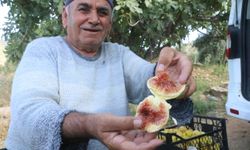 Enkaz kentte ağızları tatlandıran hasat yüz güldürdü 