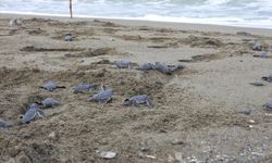 Hatay’da yavru kaplumbağalar denizle buluştu