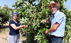 Avokado fidanı desteği üreticilerin yüzünü güldürüyor 
