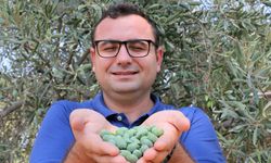 Çöl sıcakları zeytin üretimini vurdu, yüzde 50 kayıp bekleniyor 