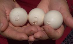Yumurtanın üzerinde tavuğun sahibinin isim ve soy isminin baş harflerinin olduğu iddiası   