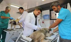 Mobil kısırlaştırma aracı yaylalarda  