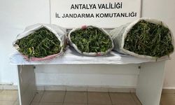 Kiraladığı seralarda uyuşturucu yetiştiren kişi yakalandı