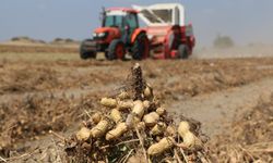 Adana'da yer fıstığı hasadı sürüyor