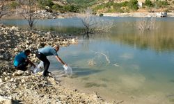 15 bin sazan balığı yavrusu gölete bırakıldı