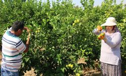 Mersin'de erkenci limonun hasadı başladı