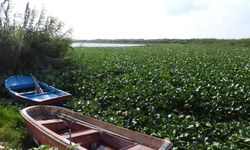 Asi Nehri'ni su sümbülleri kapladı